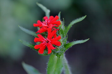 red flower in the garden