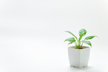 小さな植木鉢に植えた観葉植物　スパティフィラム
