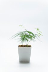 小さな植木鉢に植えた観葉植物　アスパラガス・プルモーサス・ナナス