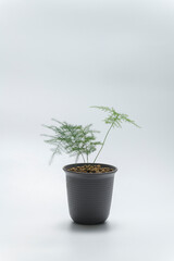 小さな植木鉢に植えた観葉植物　アスパラガス・プルモーサス・ナナス