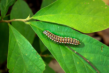 Firefly or lightning bug in rainforest chiangmai thailand