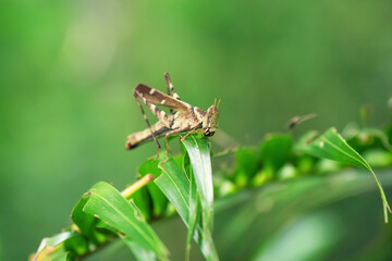 Brown grasshopper, locust on green leaf tree with natural black background,thailand
