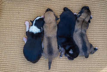 newborn puppies breed jack russel terrier sleeping   eyes have not opened yet  basket feeding blanket