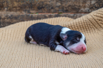 newborn puppies breed jack russel terrier sleeping   eyes have not opened yet  basket feeding blanket