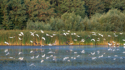 Flock  Moldova, summer Hobbledehoy White stork bird  European stork wading through flooding looking for food (Ciconia ciconia) flying Black  lake.