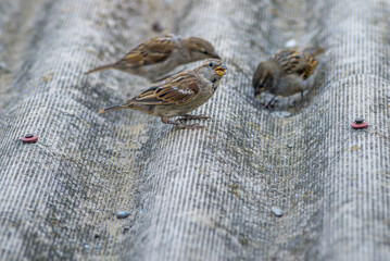 Sparrow bird is perching on asbestos roof, (Passer montanus) space SUMMER, EUROPA Moldova Closeup...