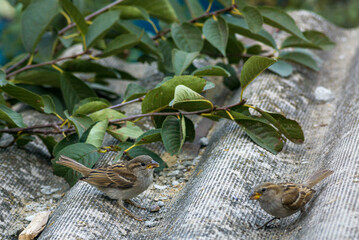 Sparrow bird is perching on asbestos roof, (Passer montanus) space SUMMER, EUROPA Moldova Closeup blue