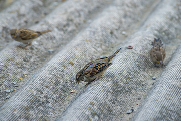 Sparrow bird is perching on asbestos roof, (Passer montanus) space SUMMER, EUROPA Moldova Closeup blue