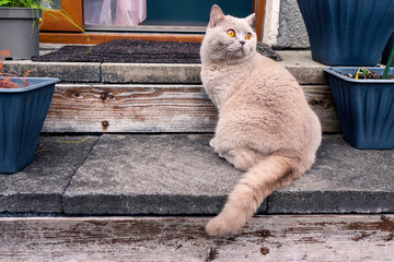 Cute British short hair cat with light brown fur sitting on a back yard porch. Calm and relaxed...