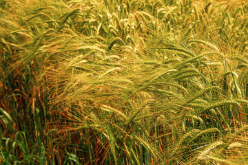 Close up on a wheat grain field. Agriculture industry. Bread and pastry product production. Food supply chain business. Rich gold color of the plant. Nature background. Blue cloudy sky.