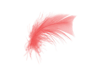 Beautiful red feather isolated on white background