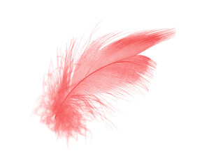 Beautiful red feather isolated on white background