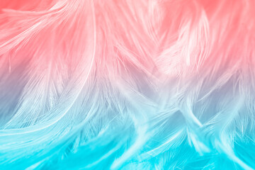 red and blue color trends c feather texture background
