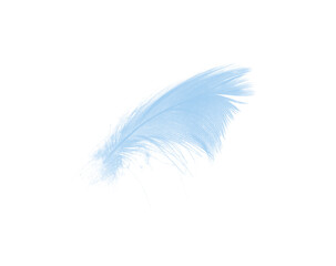 Obraz premium Beautiful blue feather isolated on white background