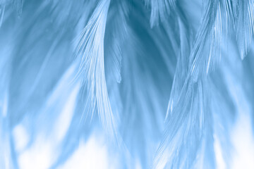 Beautiful  gray white  color trends feather pattern texture pastel blue turquoise background
