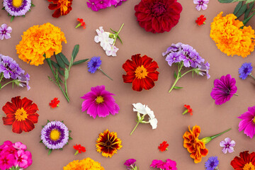 Bright pattern of colorful flowers on brown background, as backdrop or texture. Spring, summer or autumn floral wallpaper for your design. Top view Flat lay