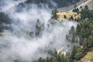 Low clouds in the forest