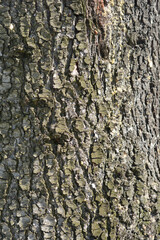Blue atlas cedar