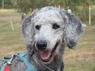 Silver standard poodle face in outdoors