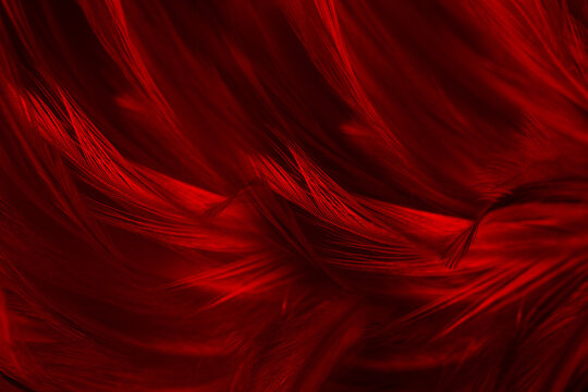 Beautiful dark  red  feather pattern texture background