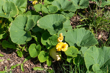 Zucchini on the bed in the garden, vegetables