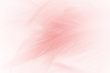 Beautiful pink lines feather texture pattern background