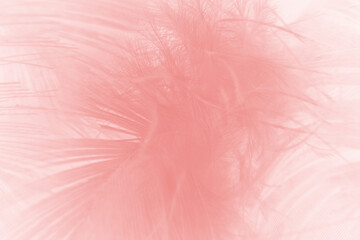 Fototapeta premium Beautiful fluffy light pink feather pattern texture background