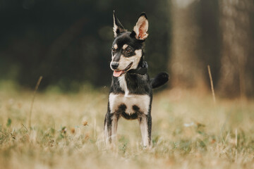 dog tricolor mongrel puppy on a green background in summer