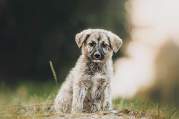 dog tiger puppy in summer on a green background with sunset