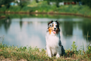 Funny Red And White Australian Shepherd Dog Sitting Near Lake. Aussie Is A Medium-sized Breed Of Dog That Was Developed On Ranches In The Western United States, During The 19th Century. Aussie Dog