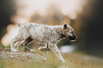 Obraz premium dog tiger puppy in summer on a green background with sunset