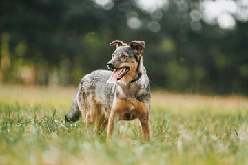 dog cute pooch in green grass