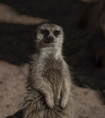 Fototapeta premium Meerkat 