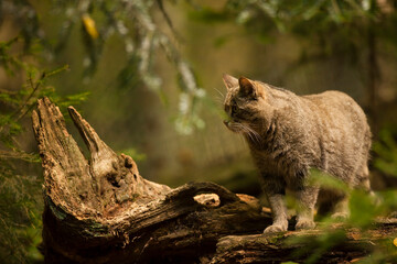 Naklejka na ściany i meble Wild cat hunting in the dark forest. Wildlife photography.