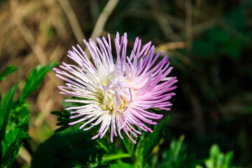 Beautiful aster on flower bed in the garden