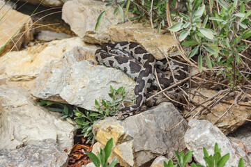 Ottoman viper, rock viper, coastal viper (Montivipera xanthina)