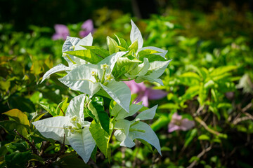 flower reflecting morning sunlight in Palau