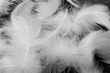 white feather wooly pattern texture background