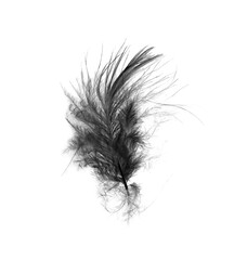 Bird swan black feather on white background