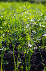 early carrots in the garden