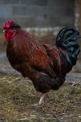 rooster in the farm