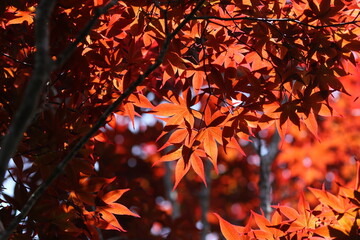 deep red fall leaves