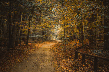 Jesienna droga w lesie.