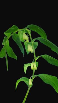 Time lapse of opening Polygonatum multiflorum flower (also known as Solomon's seal, David's harp, ladder-to-heaven) with ALPHA transparency channel isolated on black background, vertical orientation