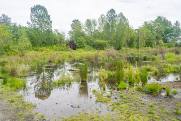 Union Bay Natural Area