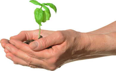 Hands Cupping and Holding a Small Green Plant and Soil