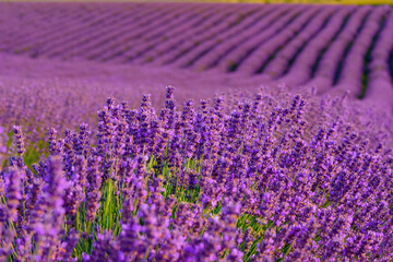 Naklejka premium Lavender field rows in summer on sunset