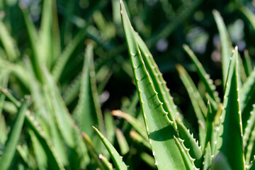 Aloe Vera, fresh leaf of Aloe Vera, natural background in farm garde, Aloe Vera Plantation. Aloe Vera for ingredient cosmetics