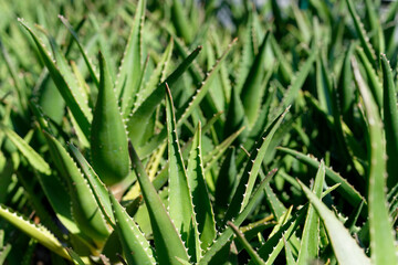 Aloe Vera, fresh leaf of Aloe Vera, natural background in farm garde, Aloe Vera Plantation. Aloe Vera for ingredient cosmetics