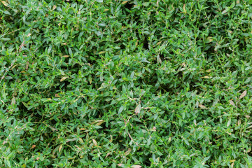 Top view of the common knotgrass on meadow close-up
